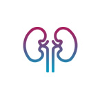 Kidney